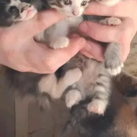 кошка