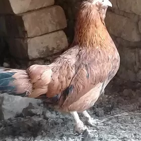 Karlik towuk horaz