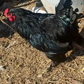 gigan  brama yumurtg