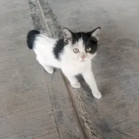 Котенок pishijik