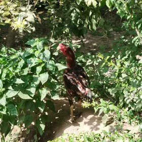 baysow horaz