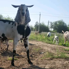 Pakistan arginal teke