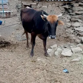 sygyr baklan