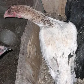 парода товук