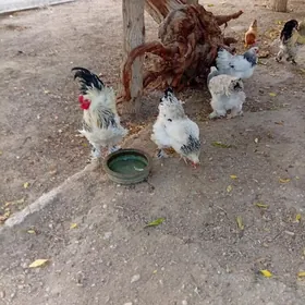 lahmaty