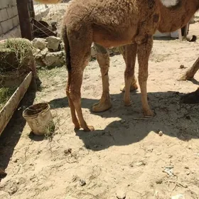 köşekli düýe