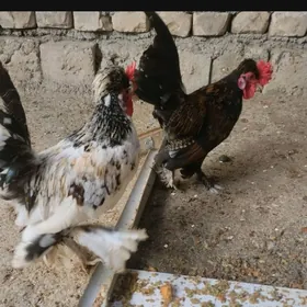 KARLIK HOROZ 2SANY