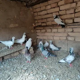 kepderi