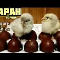 Maran+ karlik prasto