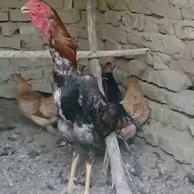 horaz