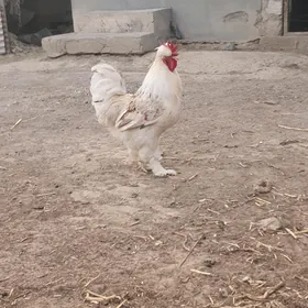 Horaz telpekli balakly