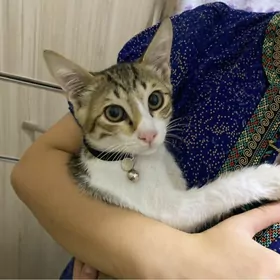 pisik котята kotyata пишик