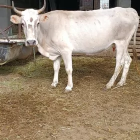 sygyr