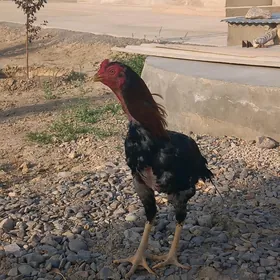 Taşkent