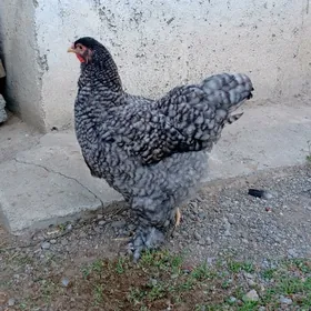 brama