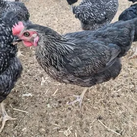 towuk dominant paroda