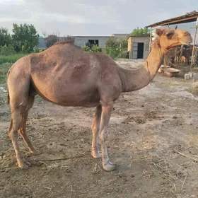 Yaş düye