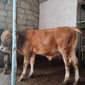 siwet okuzler
