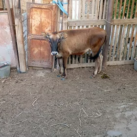 гачар.