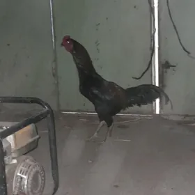 horaz