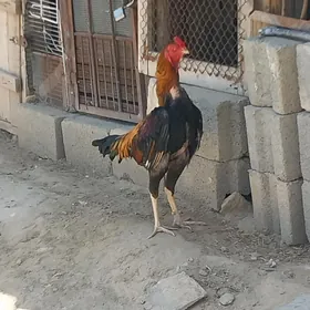 horaz