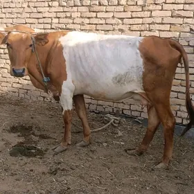 Сыгыр голели