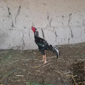 HORAZ