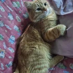 кот
