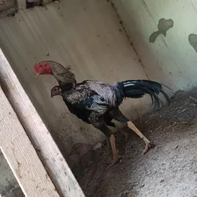 paroda horaz