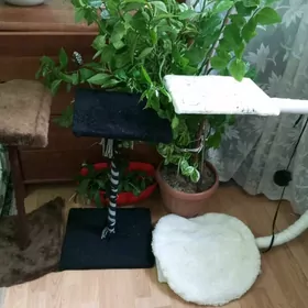 когтиточка