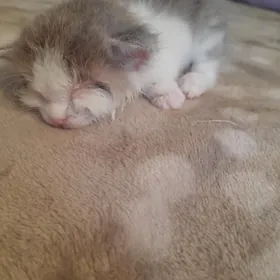 котенок срочно