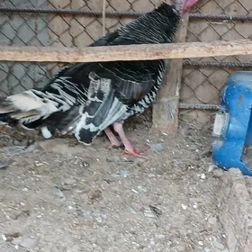 MAKI İNDUK