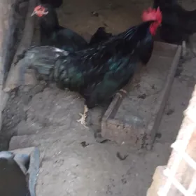 Gigant towuk yumurtga