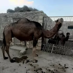 satlyk kosekili duÿe gysagly
