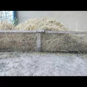 juyje ketek