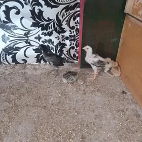 taşgent. jüje 20.günük