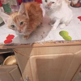 домашние животные котята