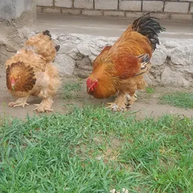 BRAMA