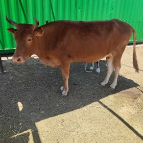 sygyr