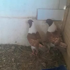 kepderi