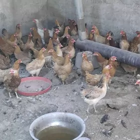 yaş towuk