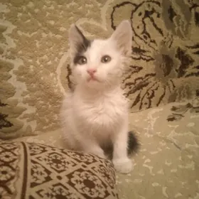 котята