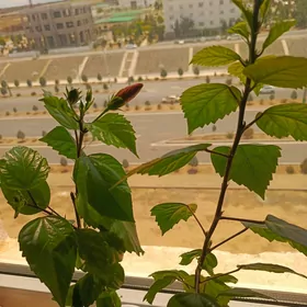 китайская роза Гибискус