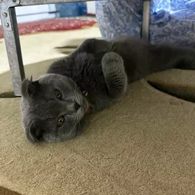 Кот кузя