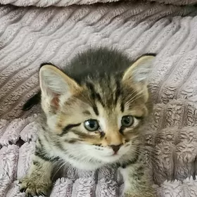 Милый котенок