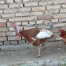 овган индюк