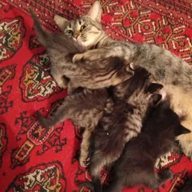  котята