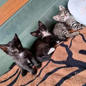 Котята в добрые руки!!!
