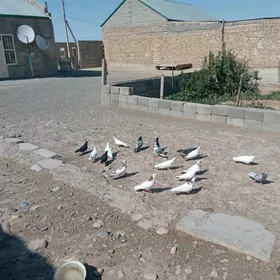 kepderi