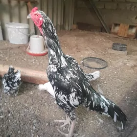 Ташкент
